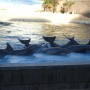 Dolphin show (BFF)